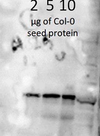 ABI5 | Abscisic acid insensitive 5 (peptide antibody) in the group Antibodies Plant/Algal  / Hormones / Biosynthesis/regulation at Agrisera AB (Antibodies for research) (AS12 1863)